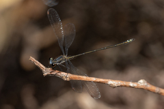 Miniargiolestes minimus