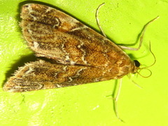 Elophila turbata