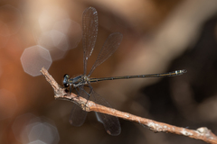 Miniargiolestes minimus