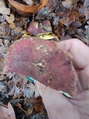 Xerocomellus dryophilus