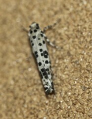 Yponomeuta pustulellus