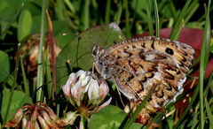 Pseudochazara geyeri