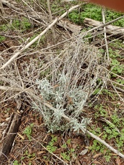 Pseudognaphalium microcephalum