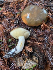 Suillus pungens