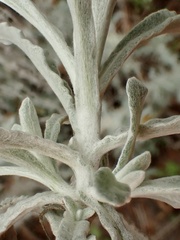 Pseudognaphalium microcephalum