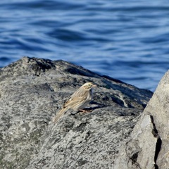 Passerculus sandwichensis princeps