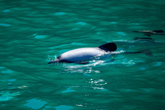 Cephalorhynchus hectori hectori