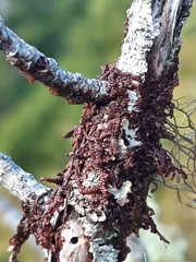 Frullania tamarisci