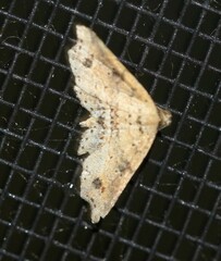 Philogethes metableta