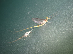Ephemera orientalis