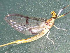 Ephemera orientalis