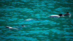 Cephalorhynchus hectori hectori