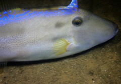 Meuschenia trachylepis