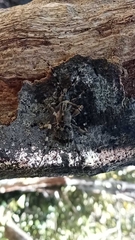 Hexatricha pulverulenta