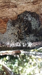 Hexatricha pulverulenta