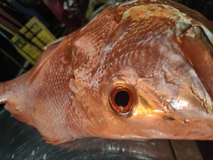 Lutjanus malabaricus