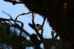 Petroica macrocephala toitoi