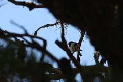 Petroica macrocephala toitoi