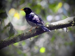 Turdus flavipes