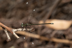 Miniargiolestes minimus