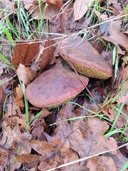 Xerocomellus dryophilus