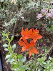 Alstroemeria ligtu