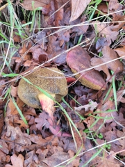 Xerocomellus dryophilus