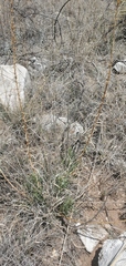 Prosopis glandulosa