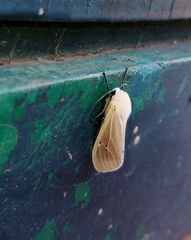 Creatonotos transiens