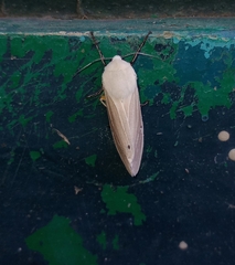 Creatonotos transiens