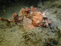 Scorpaena jacksoniensis