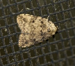 Tolpia conscitulana