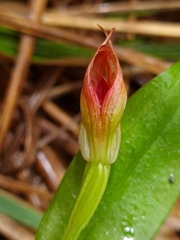 Pterostylis venosa
