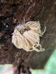 Arcyria obvelata