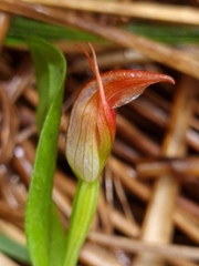 Pterostylis venosa