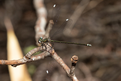 Miniargiolestes minimus