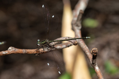 Miniargiolestes minimus