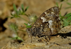 Hipparchia senthes