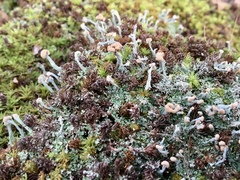 Cladonia peziziformis