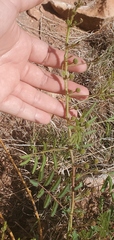 Desmanthus illinoensis
