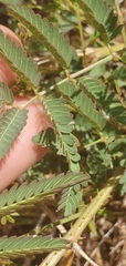 Desmanthus illinoensis