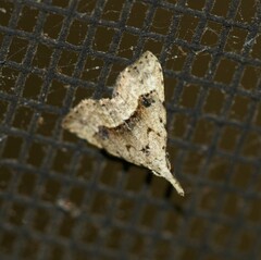 Trigonistis asthenopa