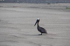 Pelecanus occidentalis