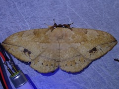 Sphingognatha asclepiades