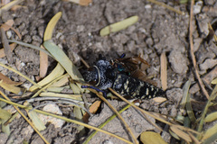 Lampetis dilaticollis