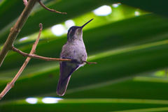 Lampornis viridipallens