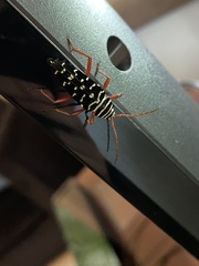 Placosternus erythropus