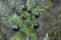 Coprosma ernodeoides