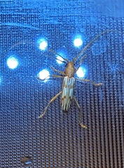 Eburodacrys tuberosa