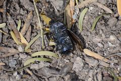 Lampetis dilaticollis